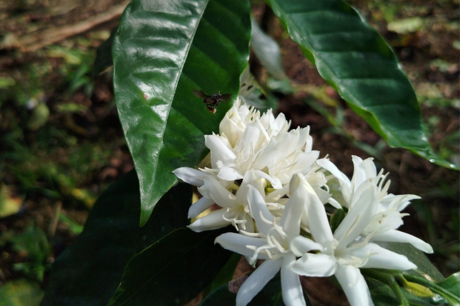 Flor de café