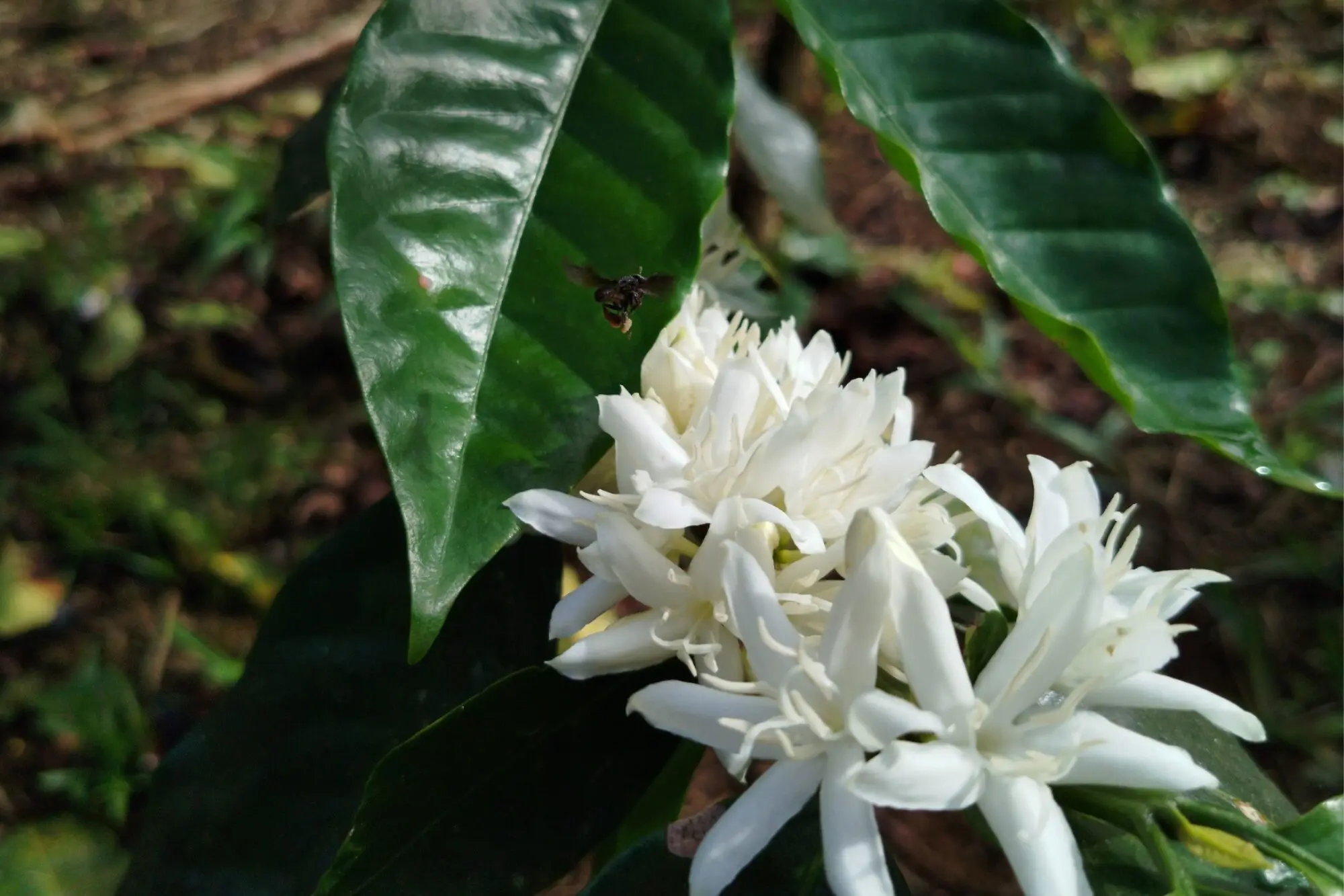Flor de café